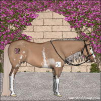 Horse Color:White Spotted Silver Bay Dun Sabino 