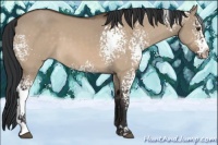 Horse Color:White Spotted Brown Dun