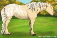 Horse Color:Palomino Appaloosa 