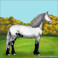Horse Color:Silver Brown Chinchilla Onyx Sabino 