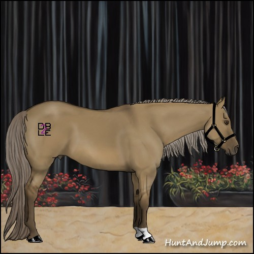 Horse Color:Chocolate Palomino Dun 