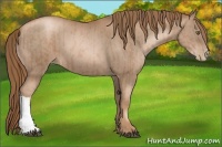 Horse Color:Liver Chestnut Pearl  and Liver Chestnut Pearl 
