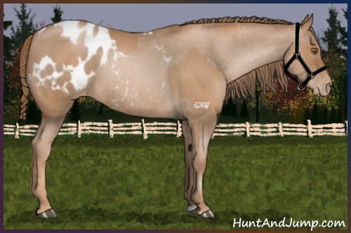 Horse Color:Liver Chestnut Pearl  and Liver Chestnut Pearl Appaloosa 