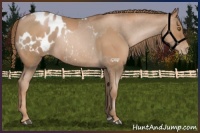Horse Color:Liver Chestnut Pearl  and Liver Chestnut Pearl Appaloosa 