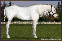 Horse Color:Cremello Appaloosa 