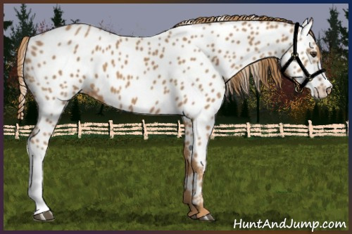 Horse Color:Chestnut Appaloosa 
