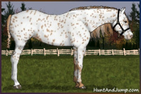 Horse Color:Chestnut Appaloosa 