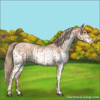Horse Color:Liver Chestnut Pearl  and White Spotted Liver Chestnut Pearl 
