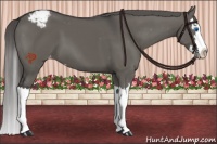 Horse Color:Platinum Grullo Sabino Splash Appaloosa 