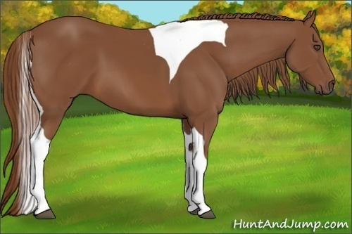 Horse Color:Chestnut Tobiano