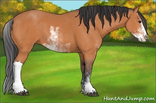 Horse Color:Bay Sabino 