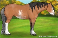 Horse Color:Bay Sabino 