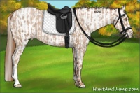 Horse Color:Liver Chestnut Pearl  and Liver Chestnut Pearl Appaloosa 