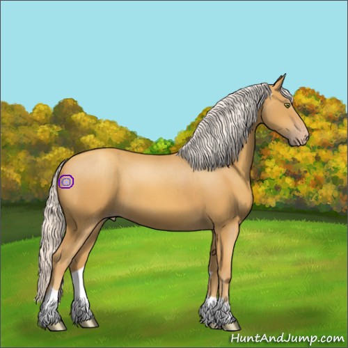 Horse Color:Silver Classic Cream Champagne 