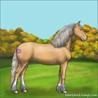 Horse Color:Silver Classic Cream Champagne 