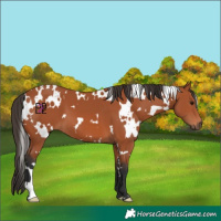 Horse Color:White Spotted Bay 