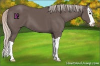Horse Color:Silver Black Splash 