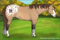 Horse Color:Bay Dun Sabino Splash Appaloosa 