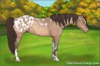 Horse Color:Amber Champagne Sabino Tobiano Appaloosa  and Amber Champagne Sabino Tobiano Appaloosa Rabicano 