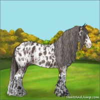 Horse Color:Brown Roan Sabino Splash Appaloosa  and Liver Red Roan Sabino Splash Appaloosa 