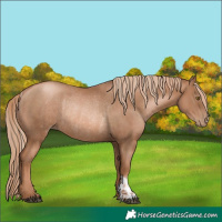 Horse Color:Liver Chestnut Pearl  and Liver Chestnut Pearl Rabicano 