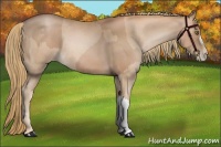 Horse Color:Liver Chestnut Pearl  and Chestnut Pearl 
