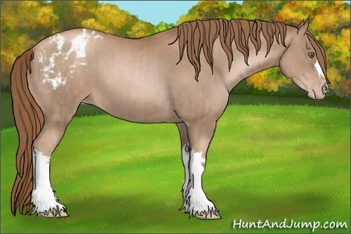 Horse Color:Liver Chestnut Pearl and Liver Chestnut Pearl Appaloosa