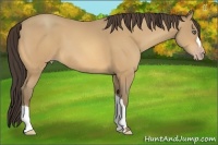 Horse Color:Amber Cream Champagne 
