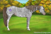 Horse Color:Liver Chestnut Ice 