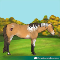 Horse Color:White Spotted Buckskin 