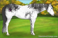 Horse Color:White Spotted Black Splash 