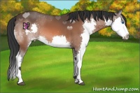 Horse Color:Bay Splash 