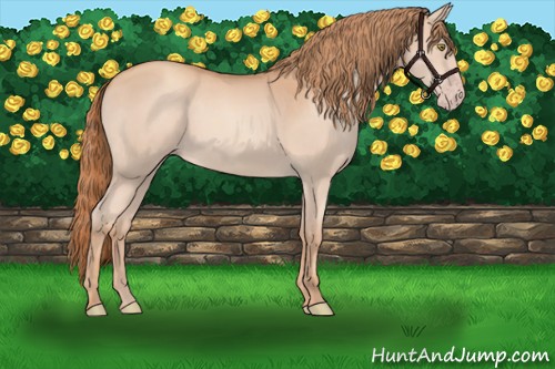 Horse Color:Gold Champagne 