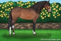 Horse Color:Bay Sabino 