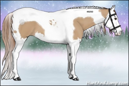 Horse Color:Red Dun Splash Tobiano 
