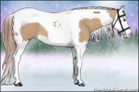 Horse Color:Red Dun Splash Tobiano
