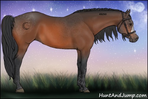 Horse Color:Brown 