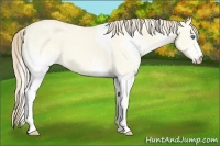 Horse Color:White Spotted Perlino Dun Tobiano 
