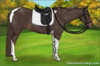 Horse Color:Liver Chestnut Tobiano 