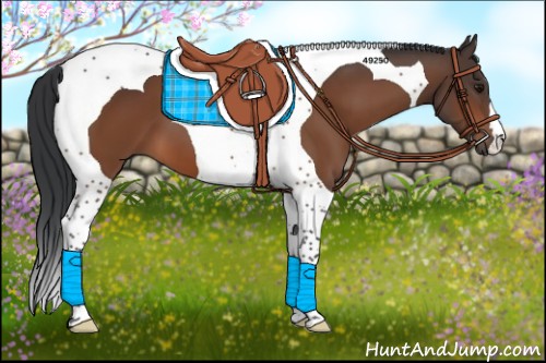 Horse Color:Bay Tobiano 