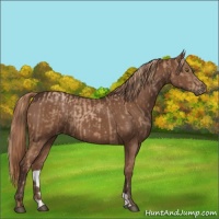 Horse Color:Liver Chestnut Pearl and Liver Chestnut