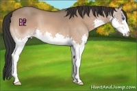 Horse Color:Bay Dun Splash 