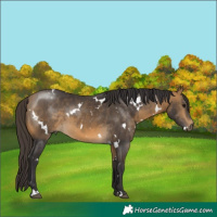 Horse Color:White Spotted Buckskin