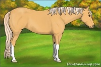 Horse Color:Palomino 