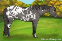 Horse Color:White Spotted Grullo Appaloosa 