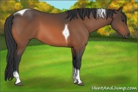 Horse Color:Brown Tobiano 