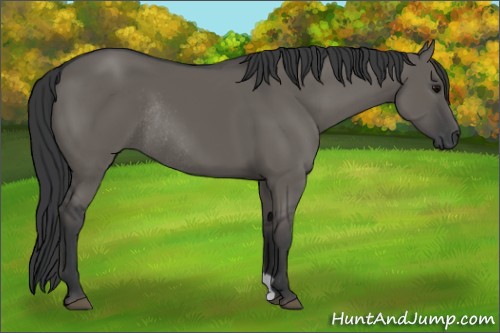 Horse Color:Grullo Rabicano 