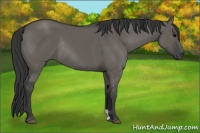 Horse Color:Grullo Rabicano 