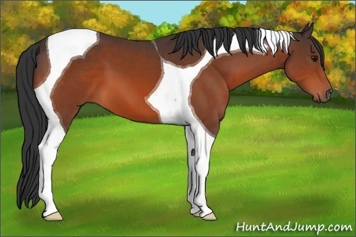 Horse Color:Bay Tobiano 