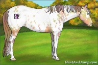 Horse Color:Nacre White Spotted Amber Cream Champagne Appaloosa 